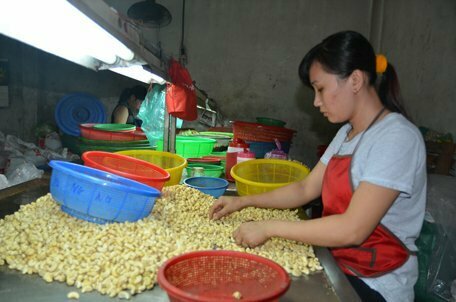 Sản xuất hạt điều rang muối tại Công ty Thành Lợi (huyện Tân Thành)